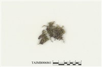 藏品(舌葉合葉蘚)的圖片